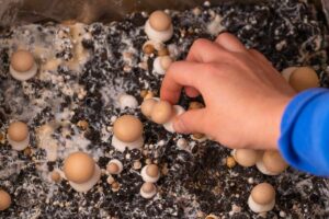 home mushroom growing mistakes