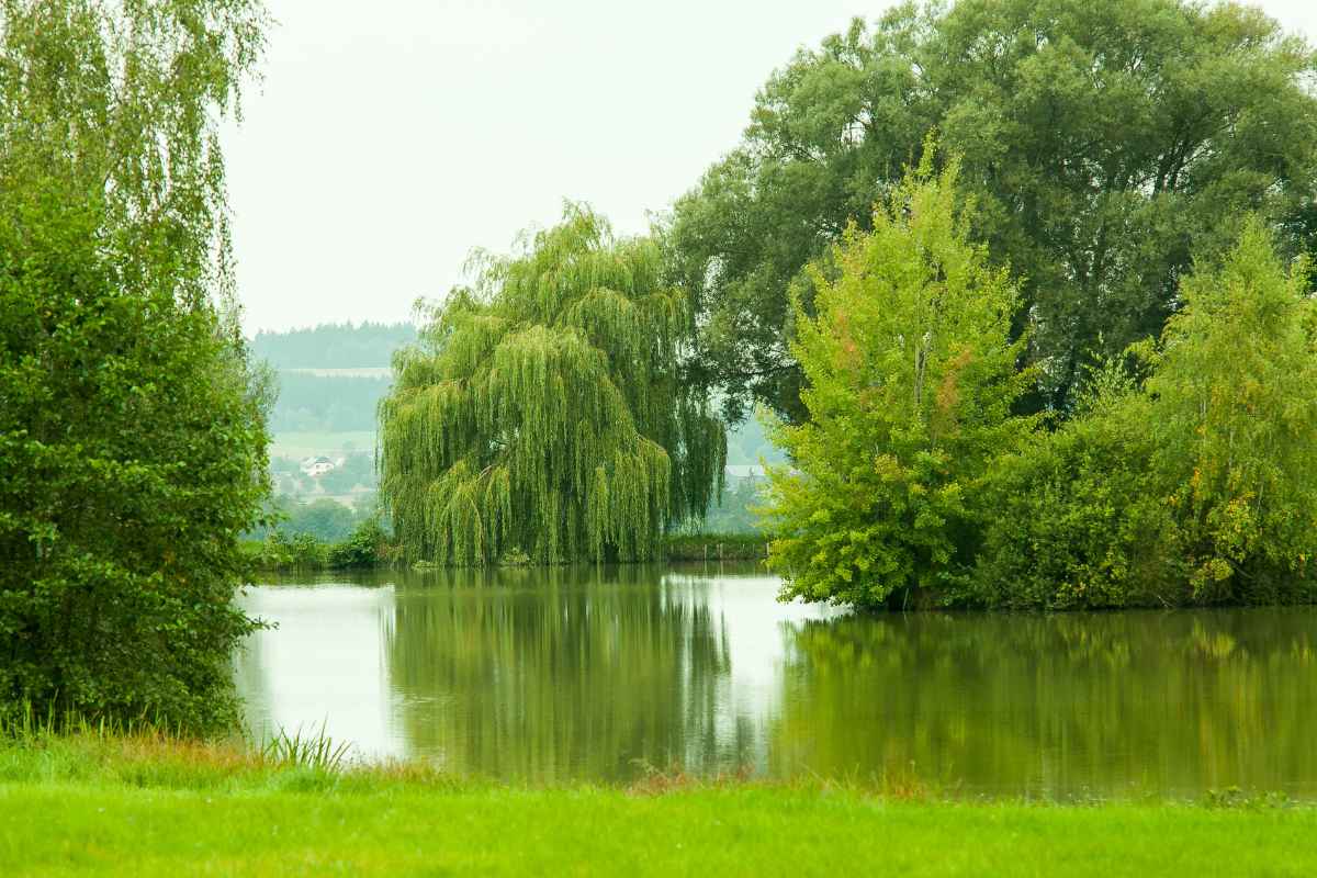 lakefront landscaping plants