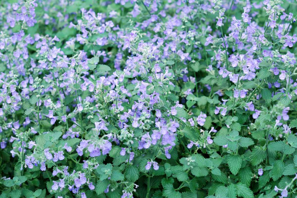 low maintenance border plants 3