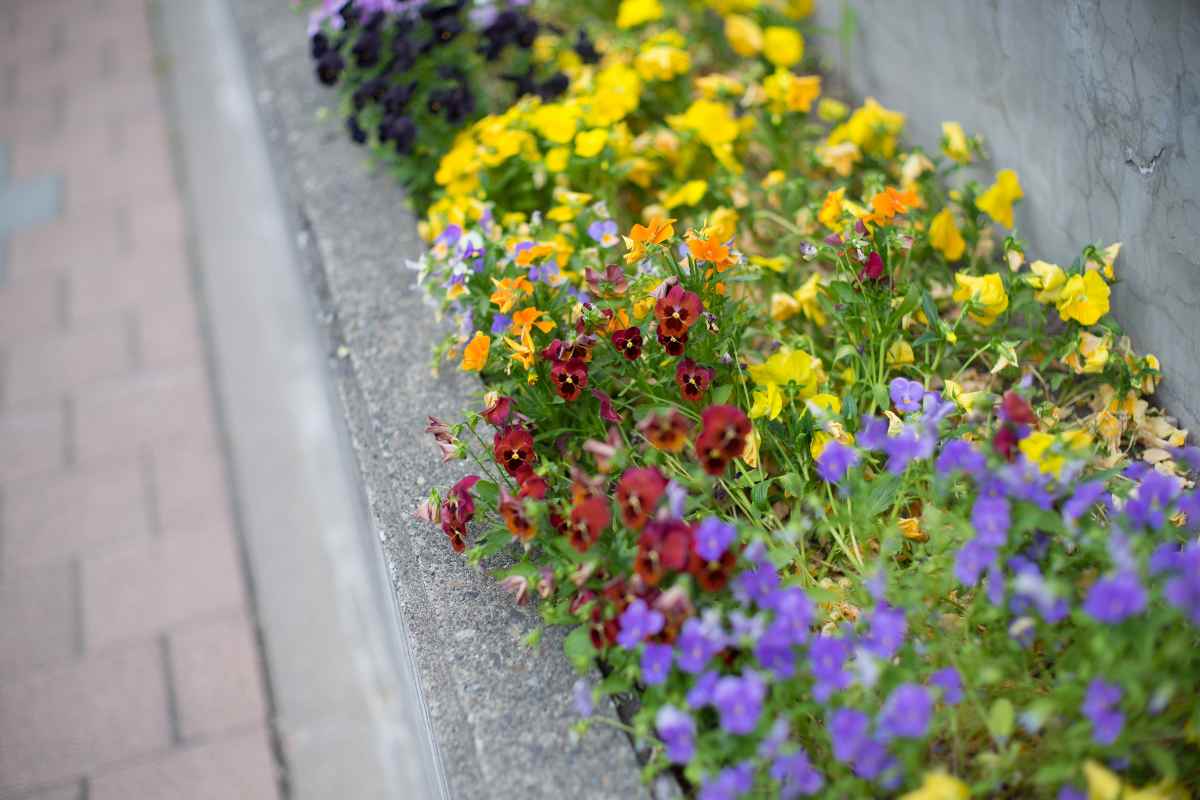 low maintenance front yard flowers