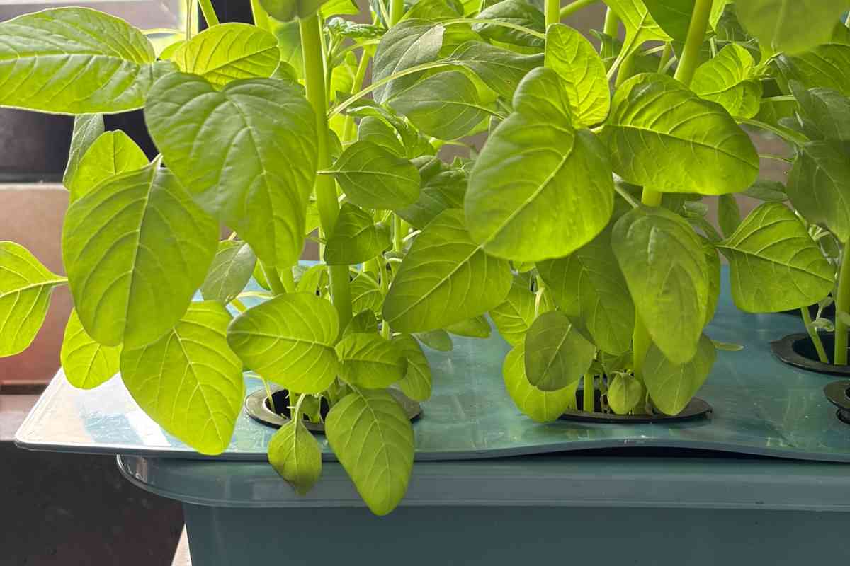 low maintenance vegetable garden