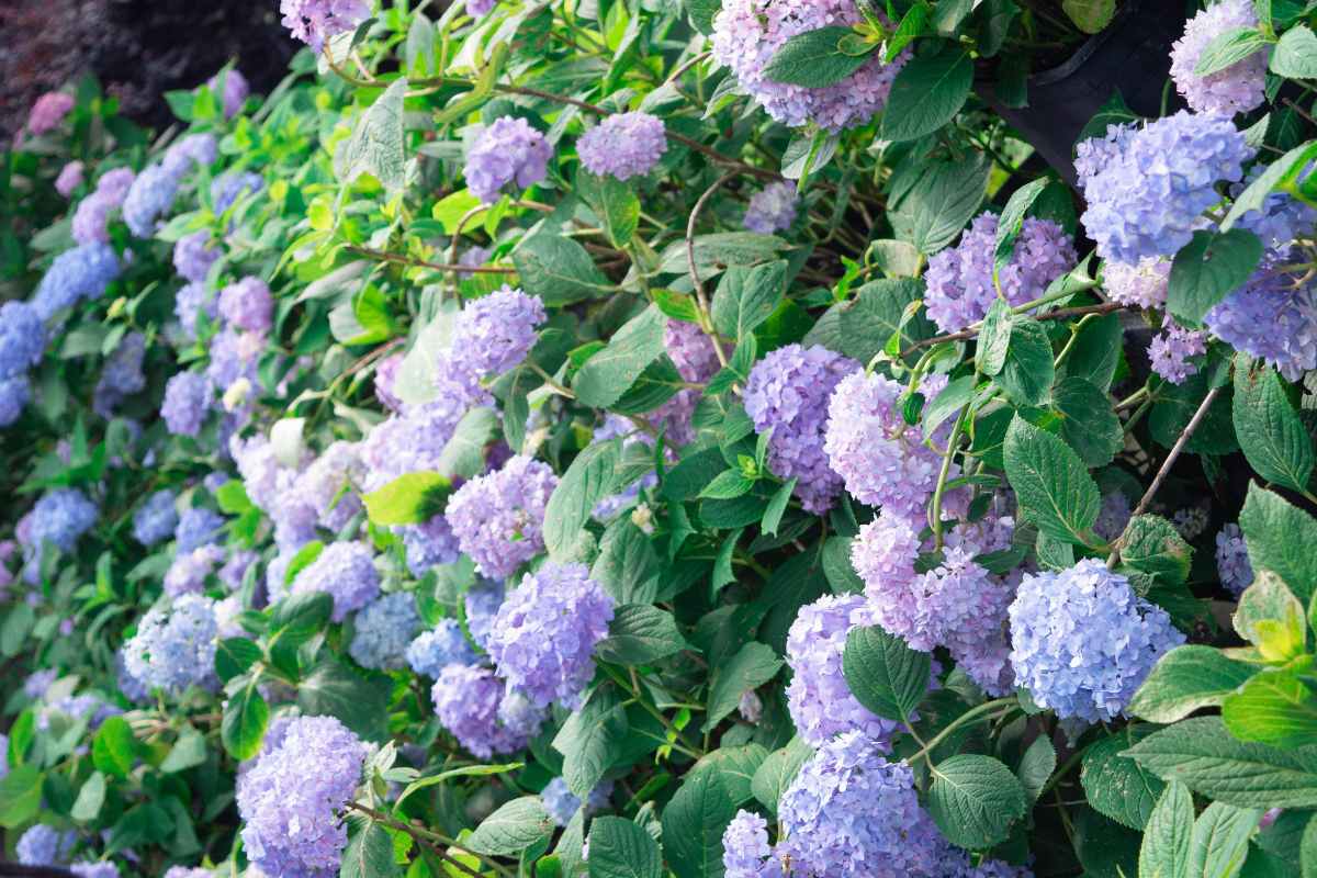 perennial border plants