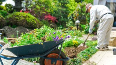 plant-based garden border ideas