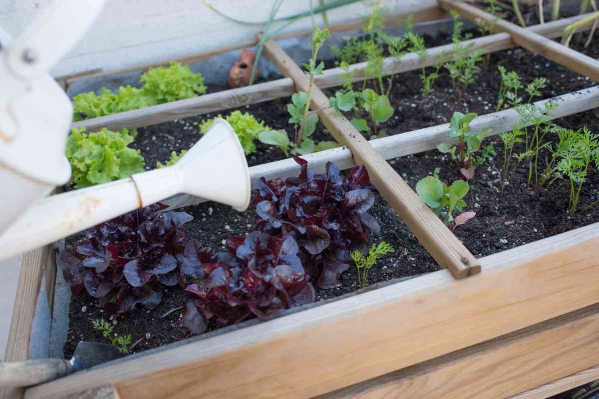 raised bed vegetable garden