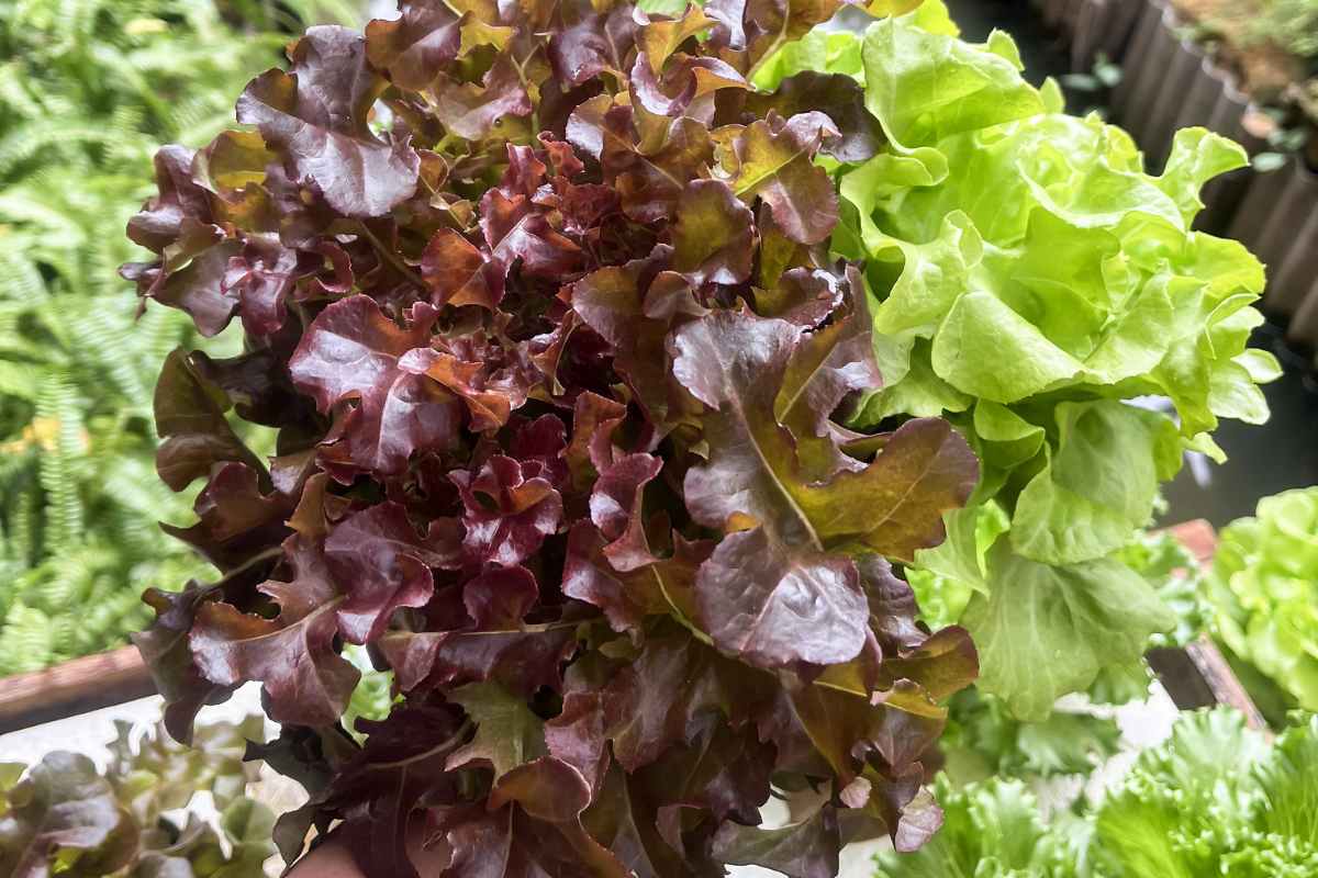 salad garden