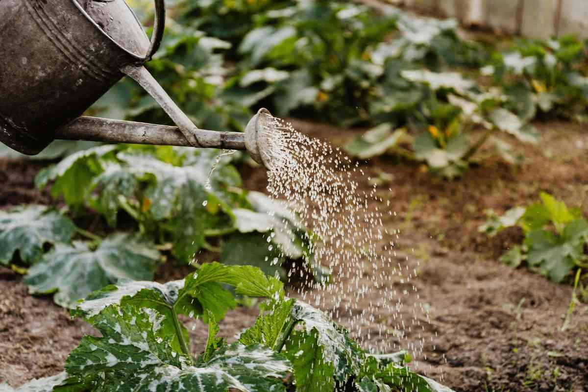 self watering planters vegetables