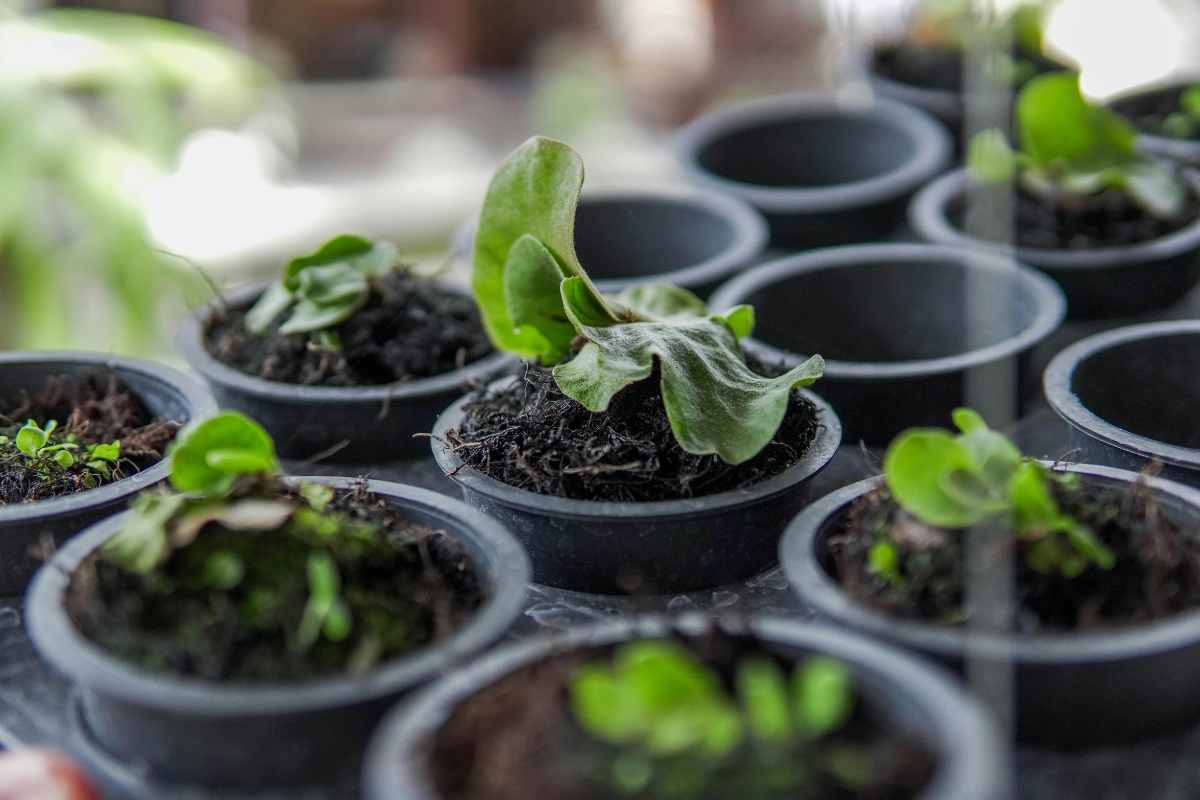 small space gardening containers