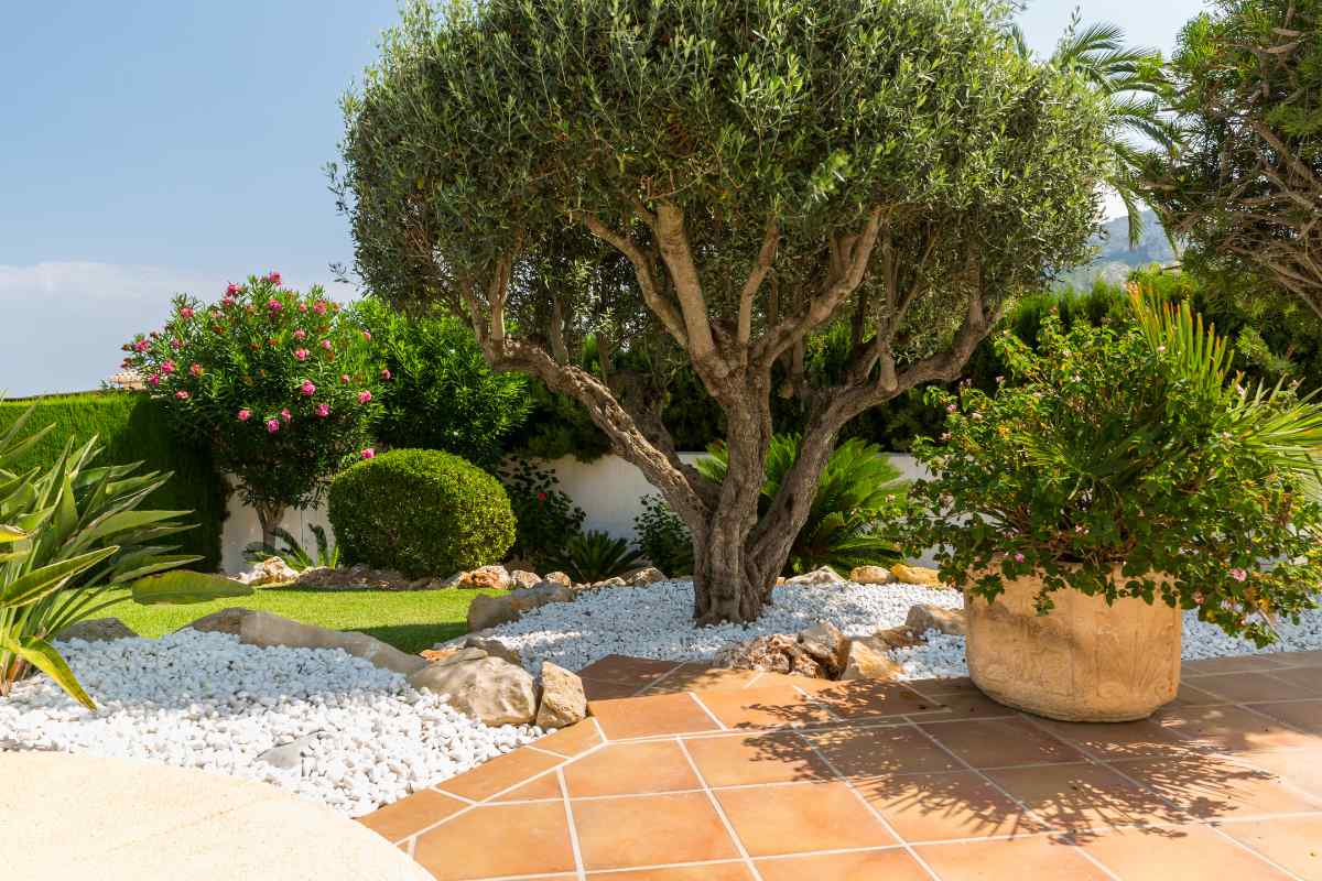 Mediterranean garden design