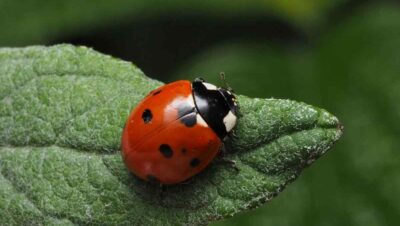 fascinating ladybug facts
