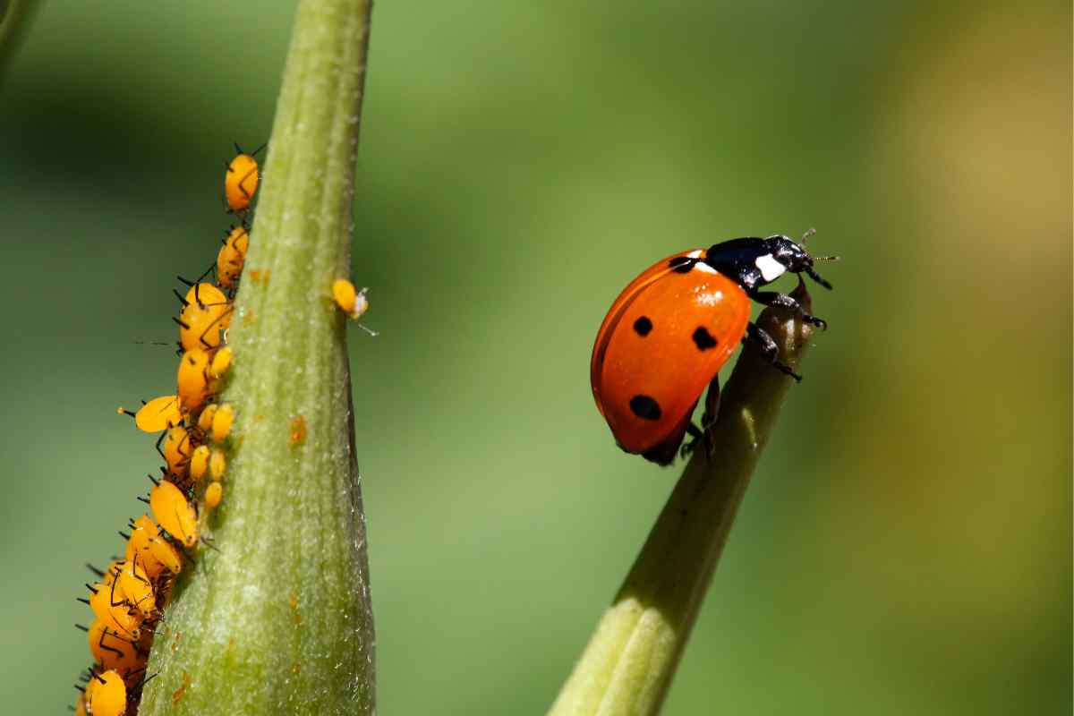 how to attract ladybugs
