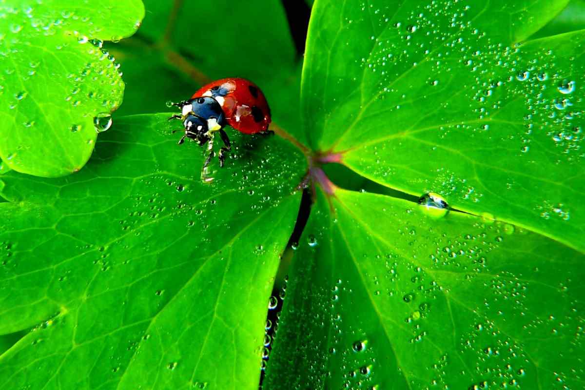 what do ladybugs eat