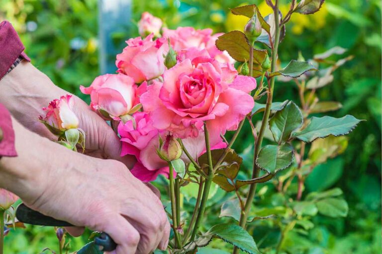 Can Epsom Salt Give Roses One Last Bloom Before Fall?