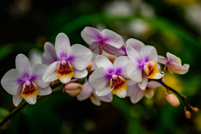 Growing Orchids From Seed: Why Clean Air Matters More Than the Recipe