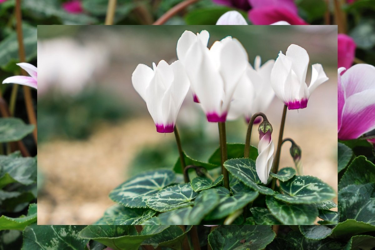 Pink and white florist's cyclamen flowers with marbled green leaves