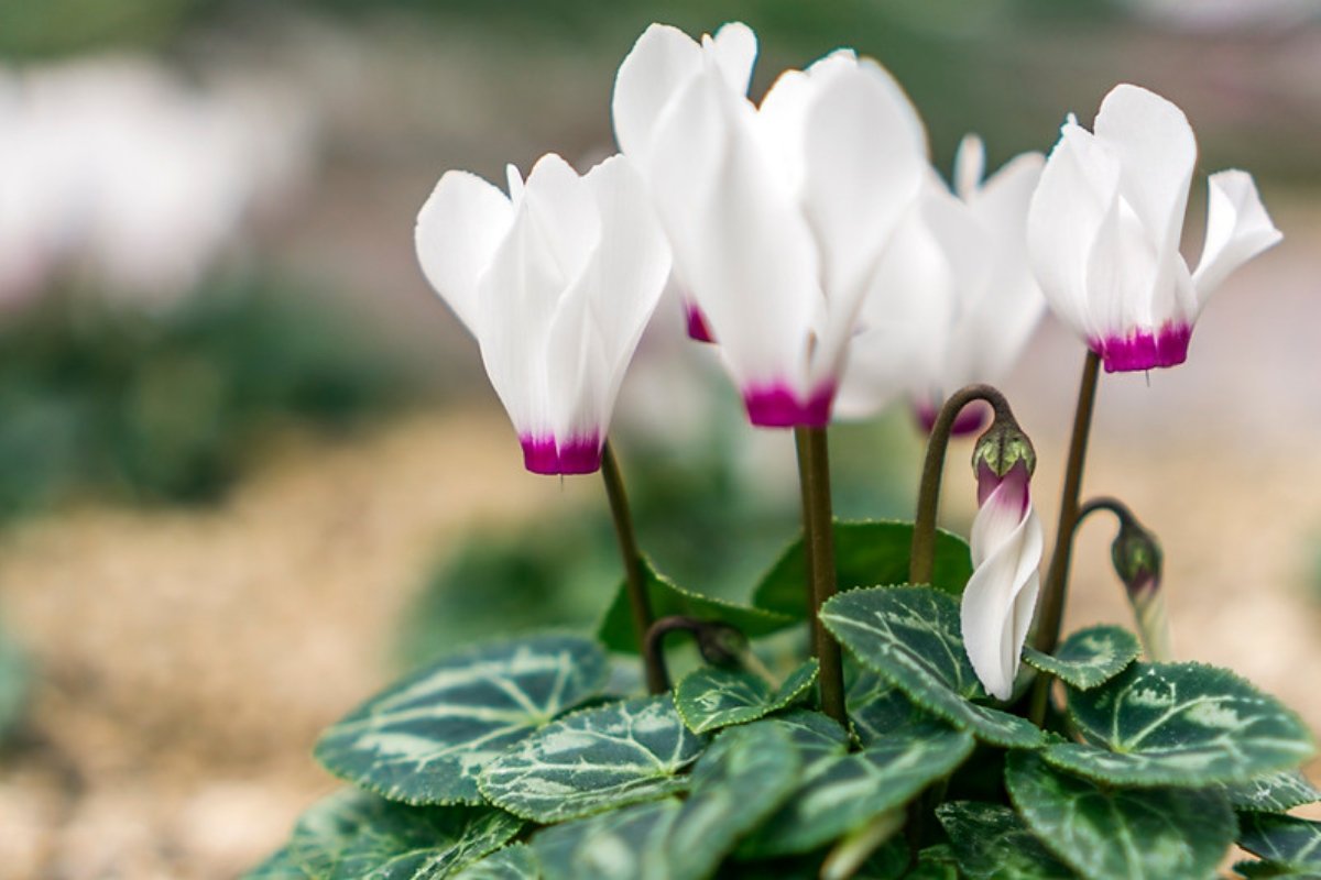 White florist's cyclamen flowers with pink centers above marbled leaves