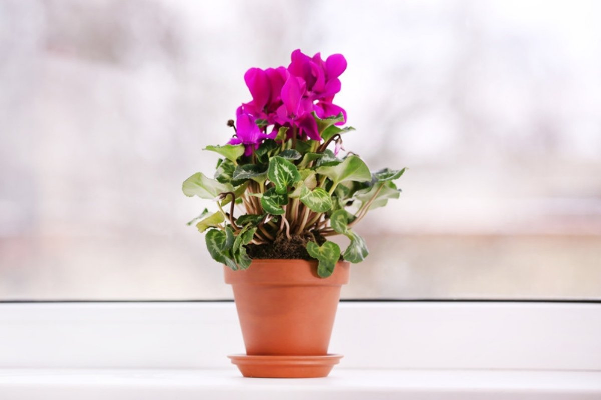 Magenta cyclamen in a terracotta pot on a bright windowsill