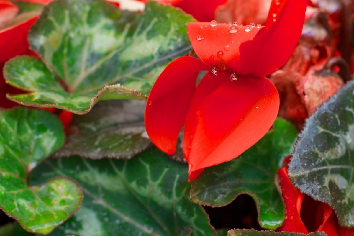 Close-up of a red cyclamen flower and silver-patterned cyclamen leaves
