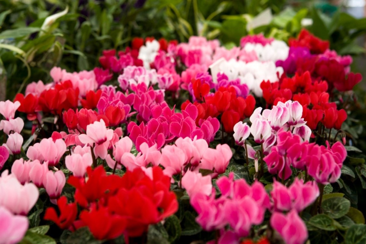 Greenhouse display of red, pink and white potted cyclamen plants