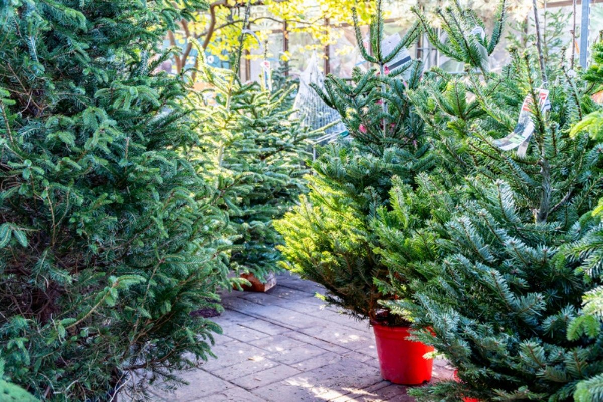 Potted fir trees for sale at a garden center
