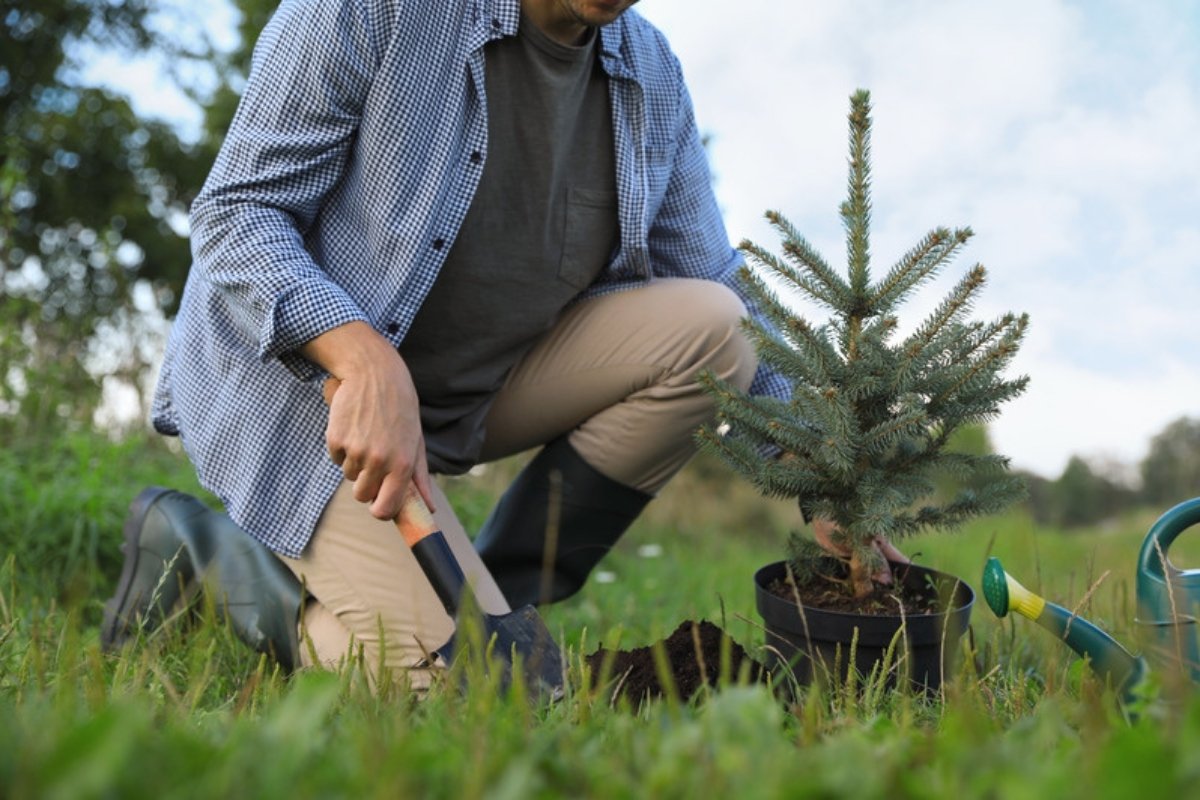 Gardener planting a small potted blue spruce in the yard