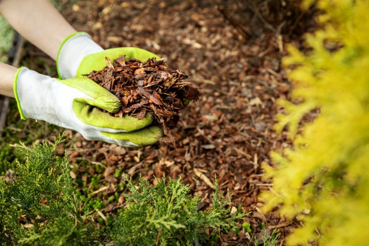 Gloved hands spreading bark mulch around young conifers