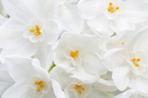 Clusters of fragrant white paperwhite narcissus flowers in bloom