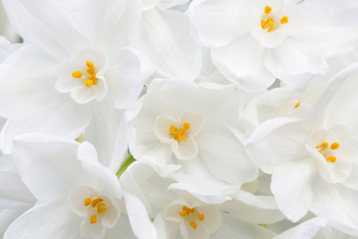 Clusters of fragrant white paperwhite narcissus flowers in bloom