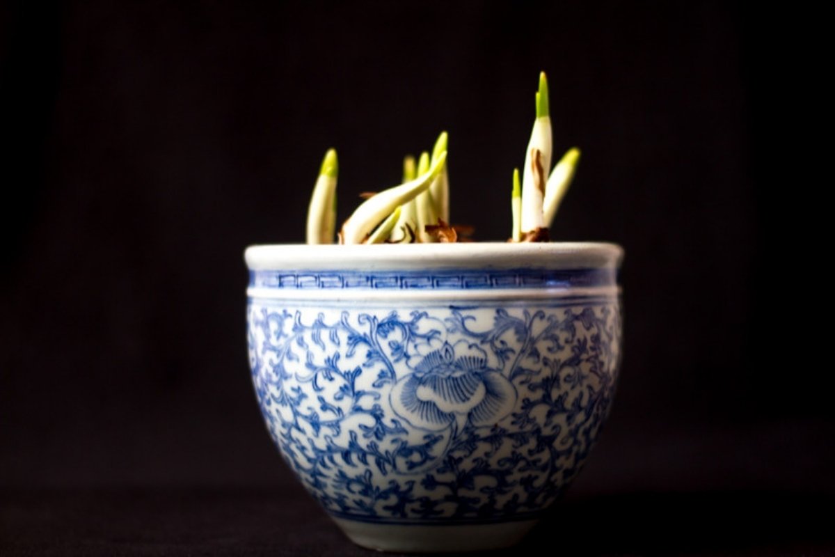 Paperwhite bulbs sprouting green shoots in a blue and white ceramic pot