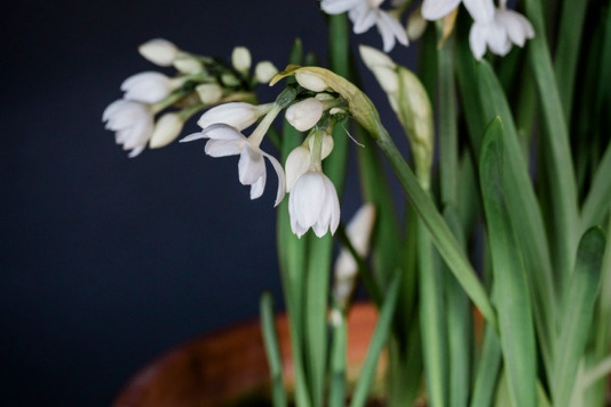White paperwhite flowers on tall green stems growing in a terracotta pot