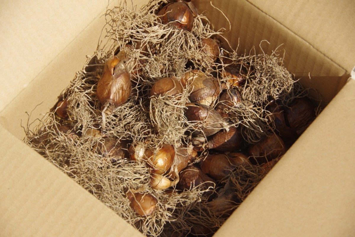 Firm, dormant flower bulbs packed in a cardboard box with dry moss