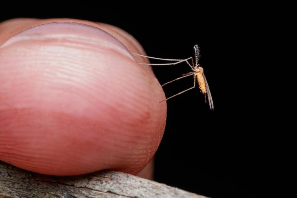 Skip Insects Natural Ways to Get Rid of Insects in Your Home