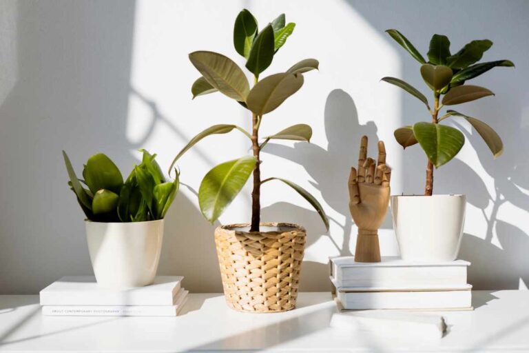 Image showcasing Minimalist Plant Decor Ideas for Your Living Room