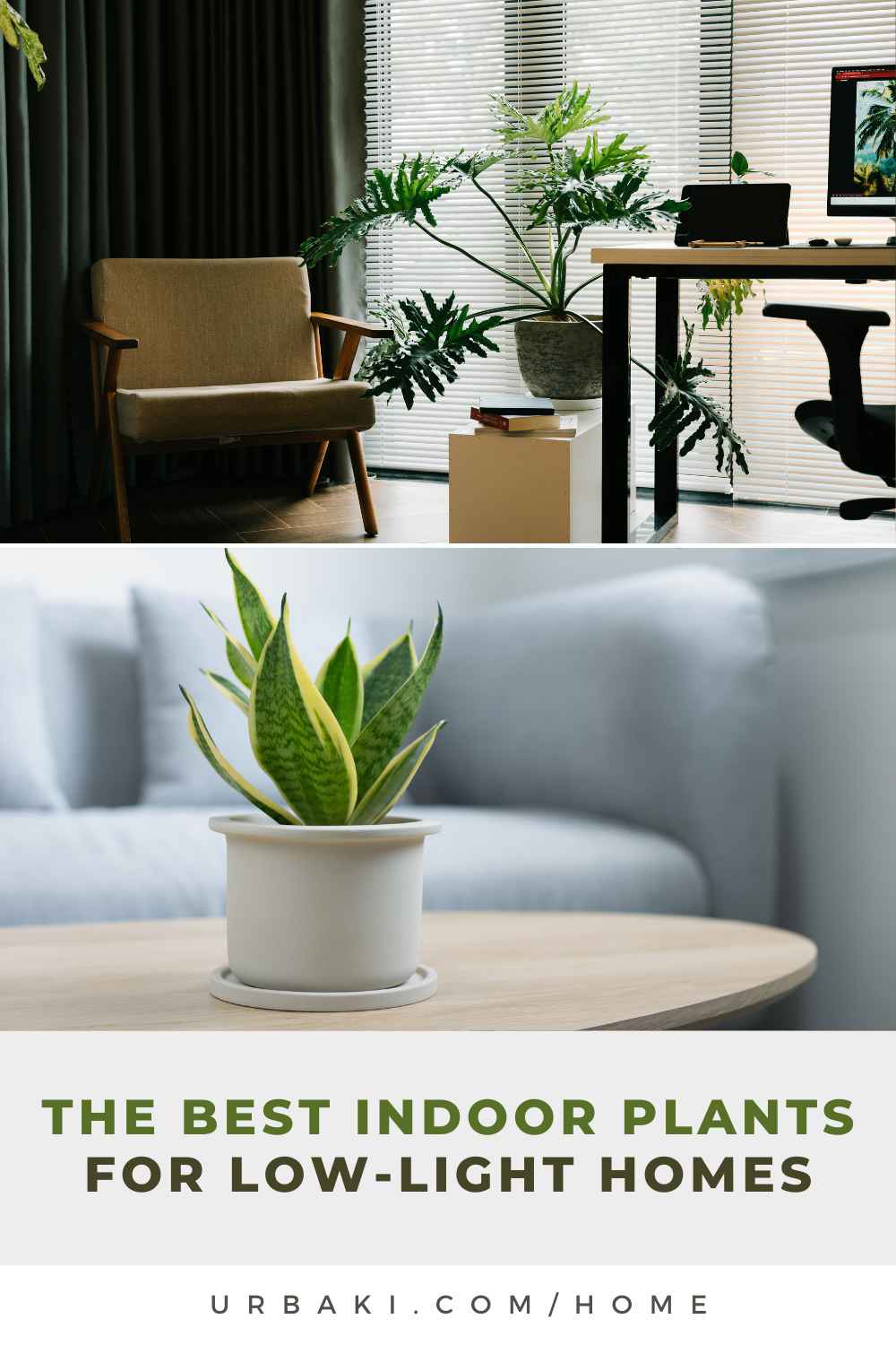The Best Indoor Plants for Low-Light Homes