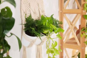 hanging plants living room wall