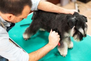 Hand Stripping for Dogs