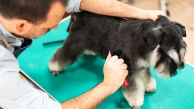 Hand Stripping for Dogs
