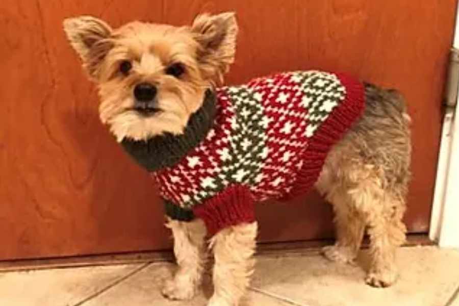 How to Knit this Dog Christmas Sweater