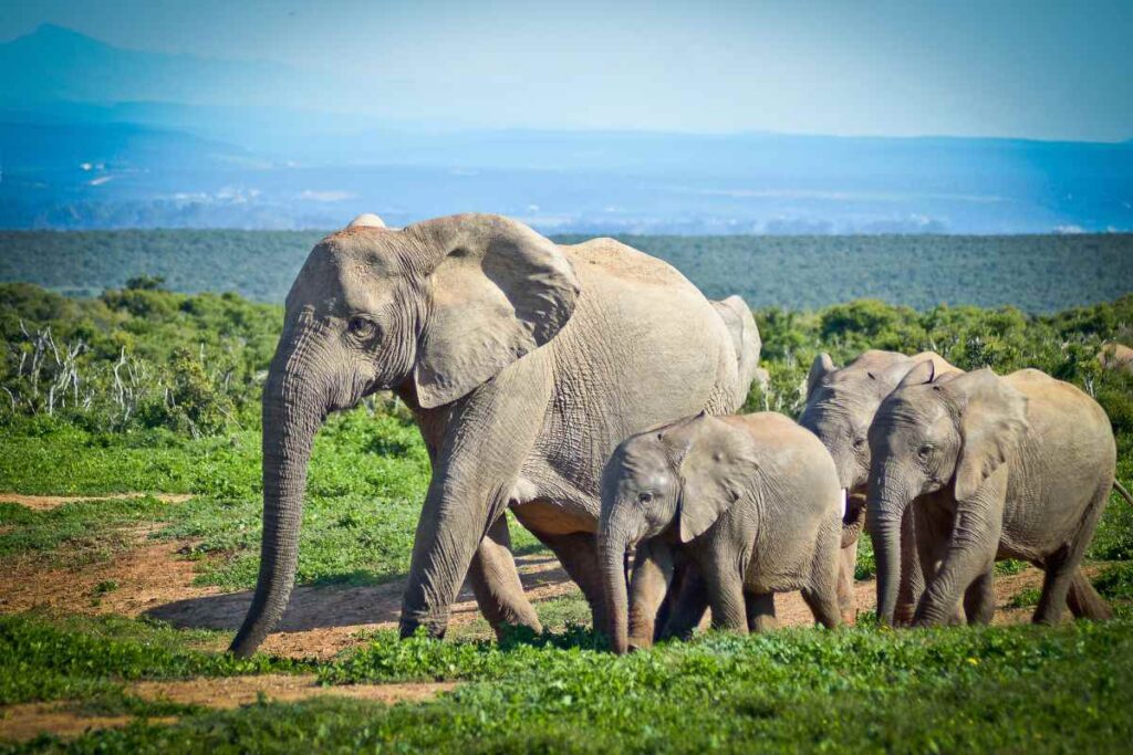 12 Incredible Animals You Can See in Their Natural Habitat - Urbaki Outdoor