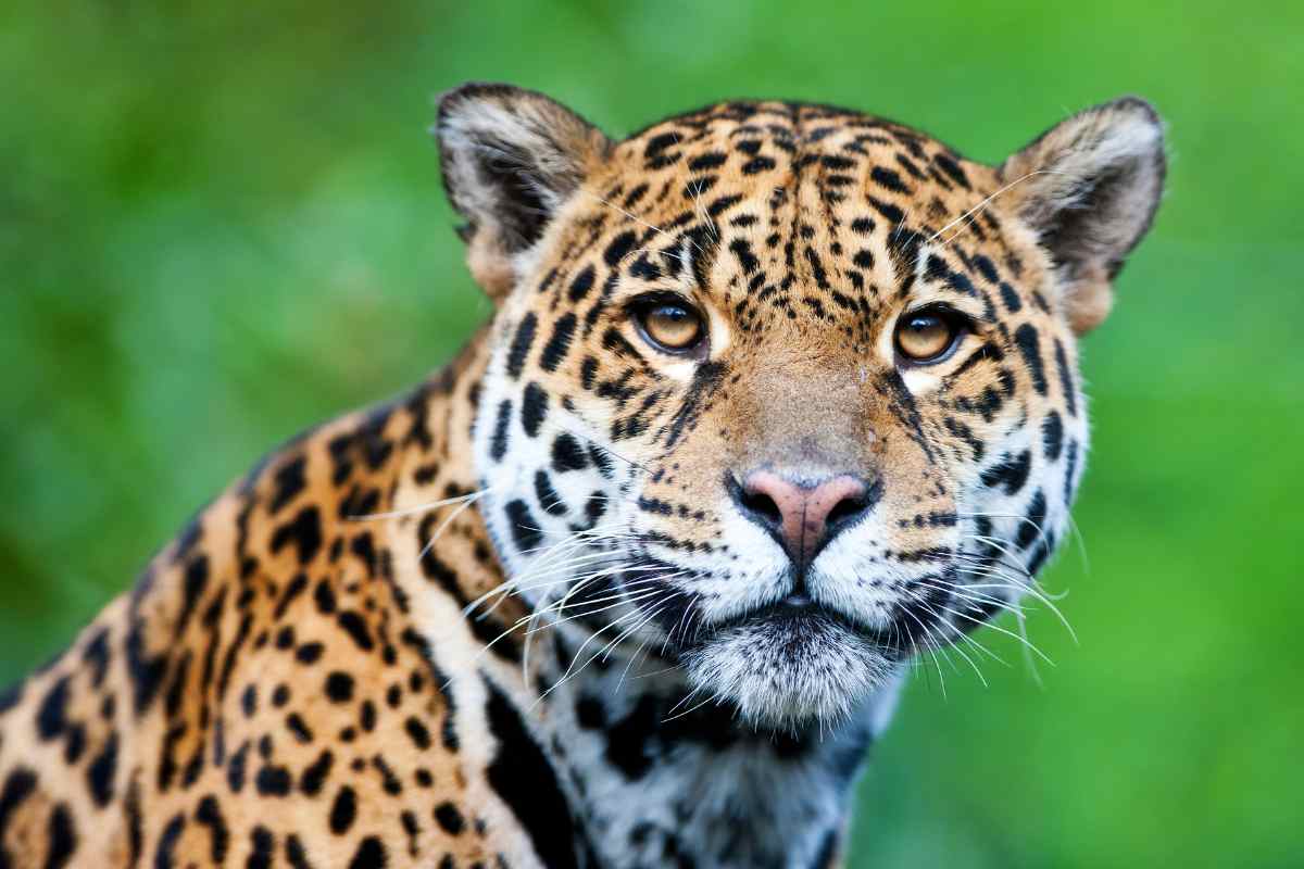 10 Fascinating Wildlife Species You Can Spot in National Parks - Urbaki ...