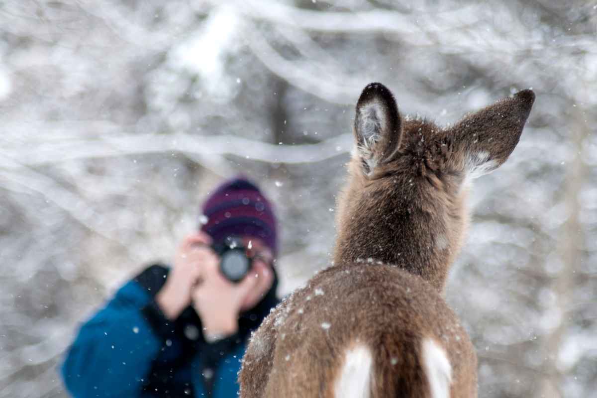 What Are the Best Practices for Responsible Wildlife Watching