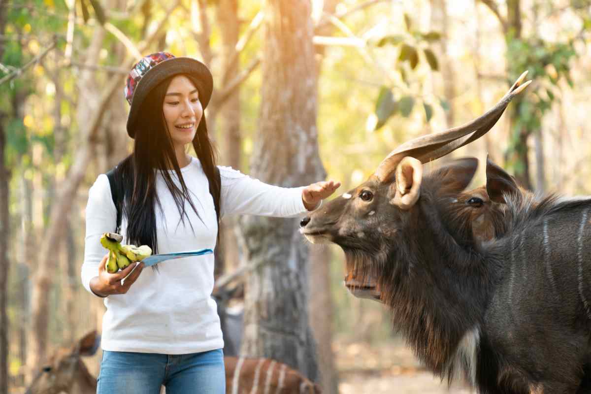 What Role Do Wildlife Sanctuaries Play in Conservation? - Urbaki Outdoor
