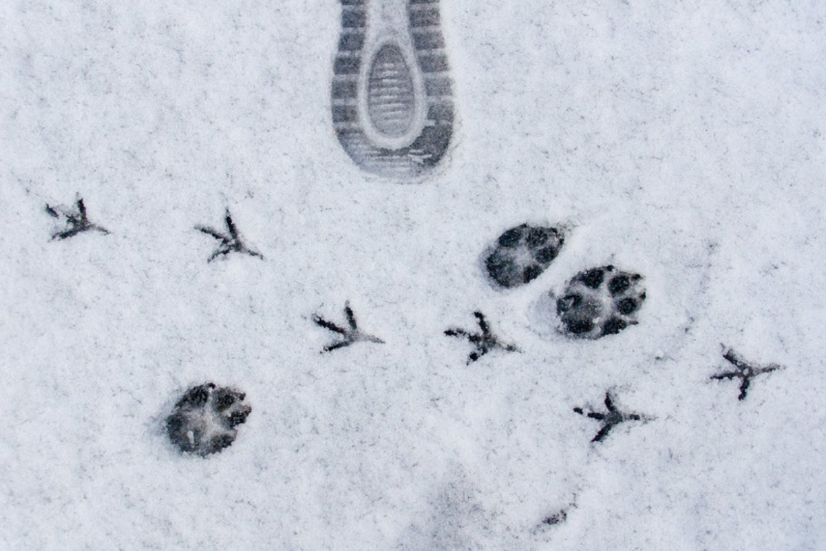 Bird and animal tracks in fresh snow next to a boot print