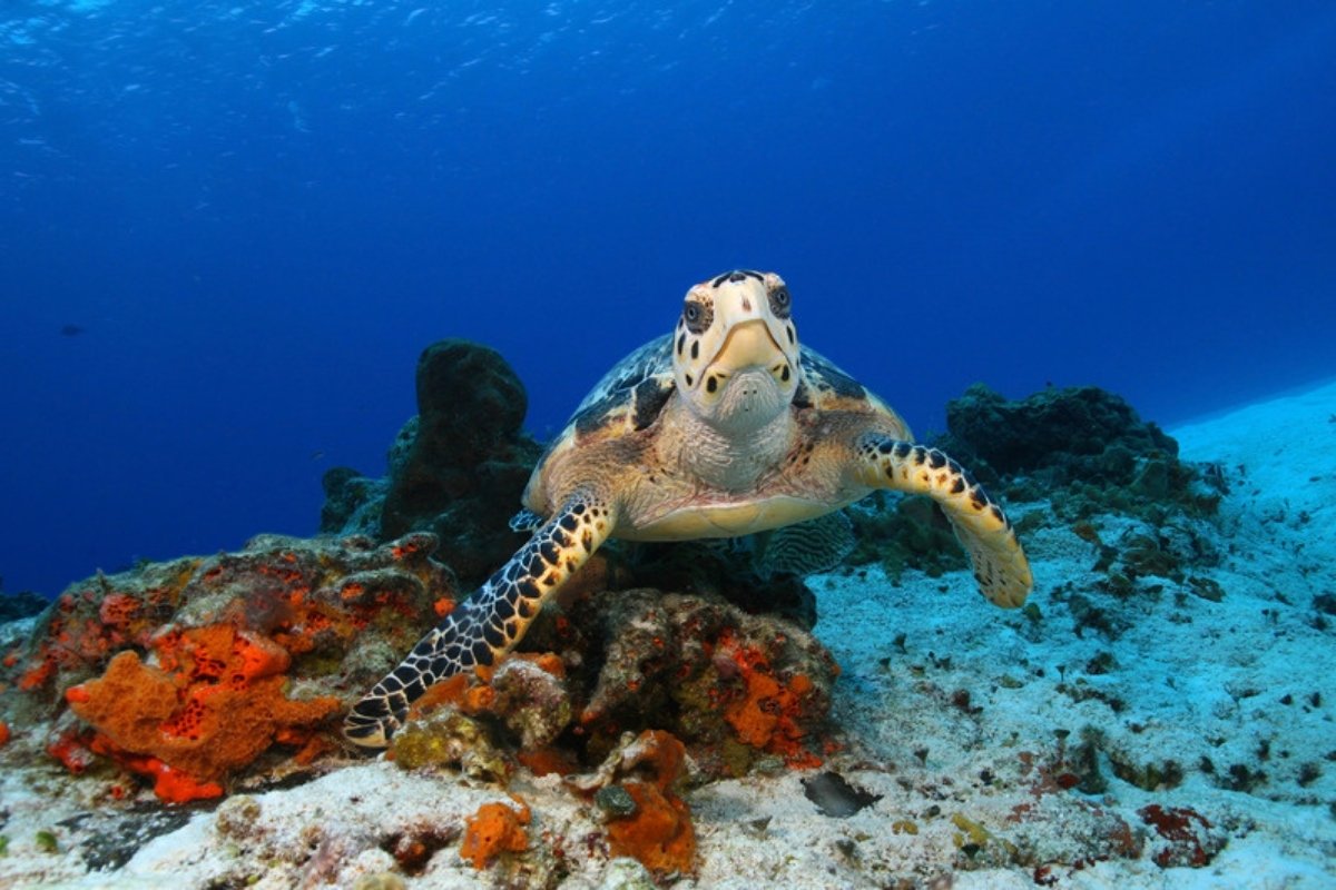 Sea turtle swimming over a coral reef in the Mexican Caribbean near Cozumel